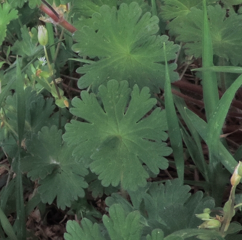 Geranium molle L. (Geraniaceae)